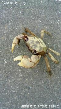 カニ