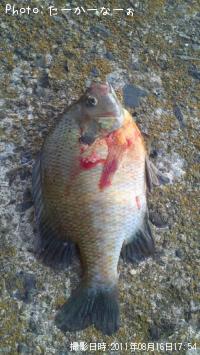 �֥롼����