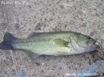 �֥�å��Х�