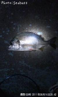 �������������ӥ졩