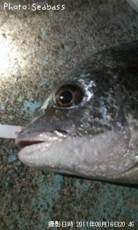 �������������ӥ졩