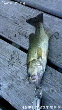 �֥�å��Х�