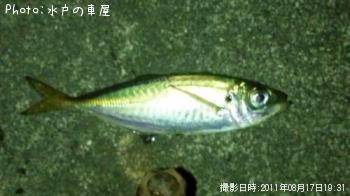アジ