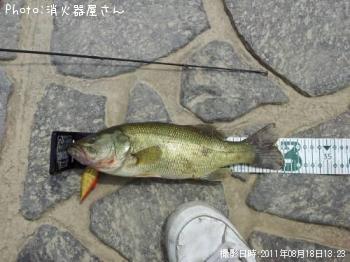 �֥�å��Х�