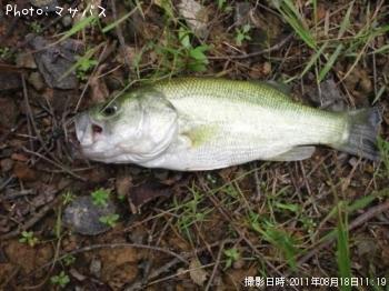 �֥�å��Х�