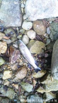 �쥤��ܡ��ȥ饦��