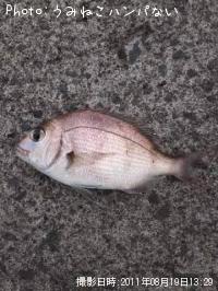 �ޥ���
