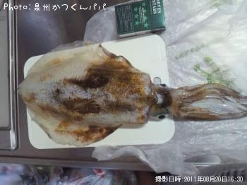 ¥¢¥ª¥ê¥¤¥«