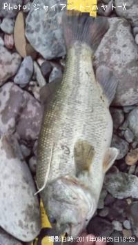 ¥Ö¥é¥Ã¥¯¥Ð¥¹