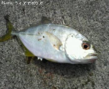 ¥á¥Ã¥