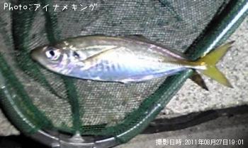 アジ