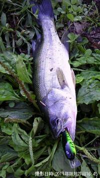 �֥�å��Х�