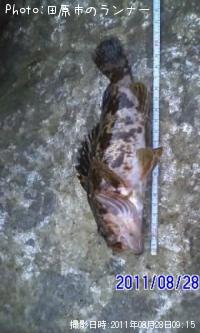 �����Υ���Х�