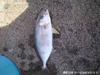 ����ѥ��λҶ�