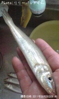 �ޤ��ޤ��ν�����