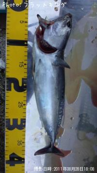 �ޥ륽����