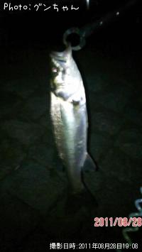 シーバス次淵札ぅ粥