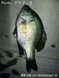 �֥롼����