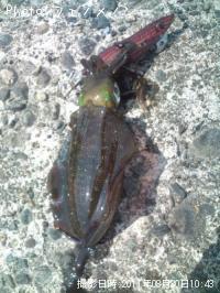 �����ꥤ��