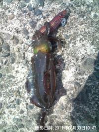 �����ꥤ��