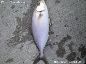 ����ѥ��λҶ�