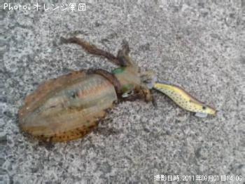 �����ꥤ��