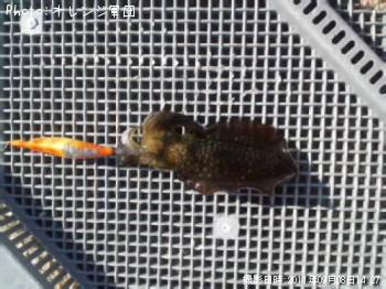 ¥¢¥ª¥ê¥¤¥«