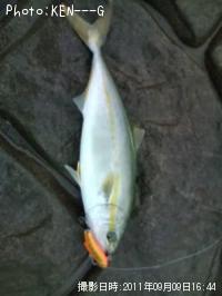 ���ʥ����