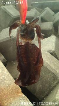 ¥¢¥ª¥ê¥¤¥«