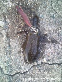 �����ꥤ��