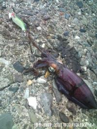 ¥¢¥ª¥ê¥¤¥«