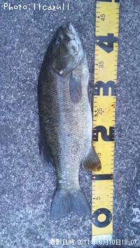 ¥¹¥â¡¼¥ë¥Þ¥¦¥¹¥Ð¥¹