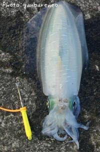 ¥¢¥ª¥ê¥¤¥«