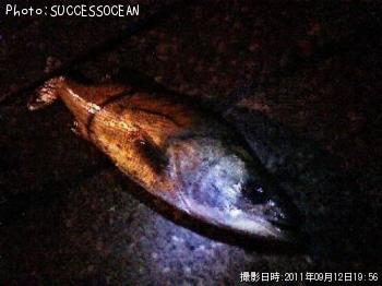 �����Х�