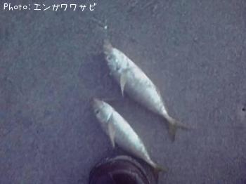 ¥¢¥¸