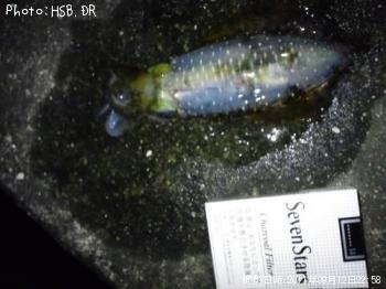 ¥¢¥ª¥ê¥¤¥«