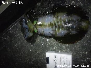 �����ꥤ��