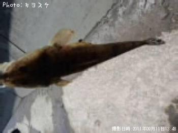 �ޥ���