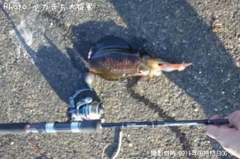 ¥¢¥ª¥ê¥¤¥«