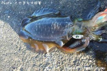 ¥¢¥ª¥ê¥¤¥«