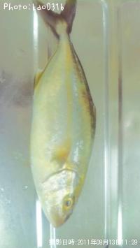 ¥«¥ó¥Ñ¥Á¡Ê¡°¡¡¢Ï¡°¡Ë