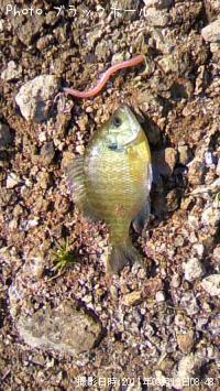 ¥Ö¥ë¡¼¥®¥ë