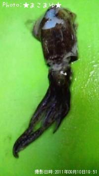 ������ʲ��ʾС�