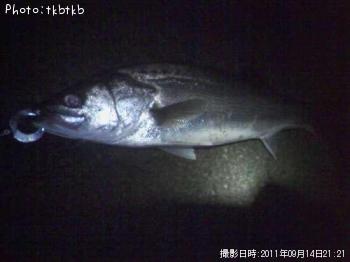 �����Х�