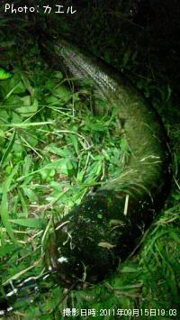 �ʥޥ��󥺥�