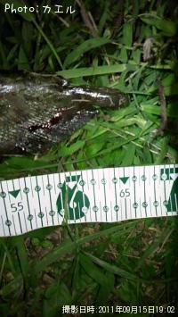 �ʥޥ��󥺥�