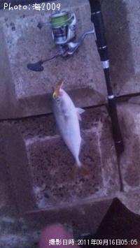 �����å�