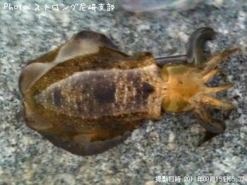 �����ꥤ��