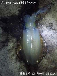 ¥¢¥ª¥ê¥¤¥«