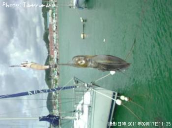 ¥¢¥ª¥ê¥¤¥«